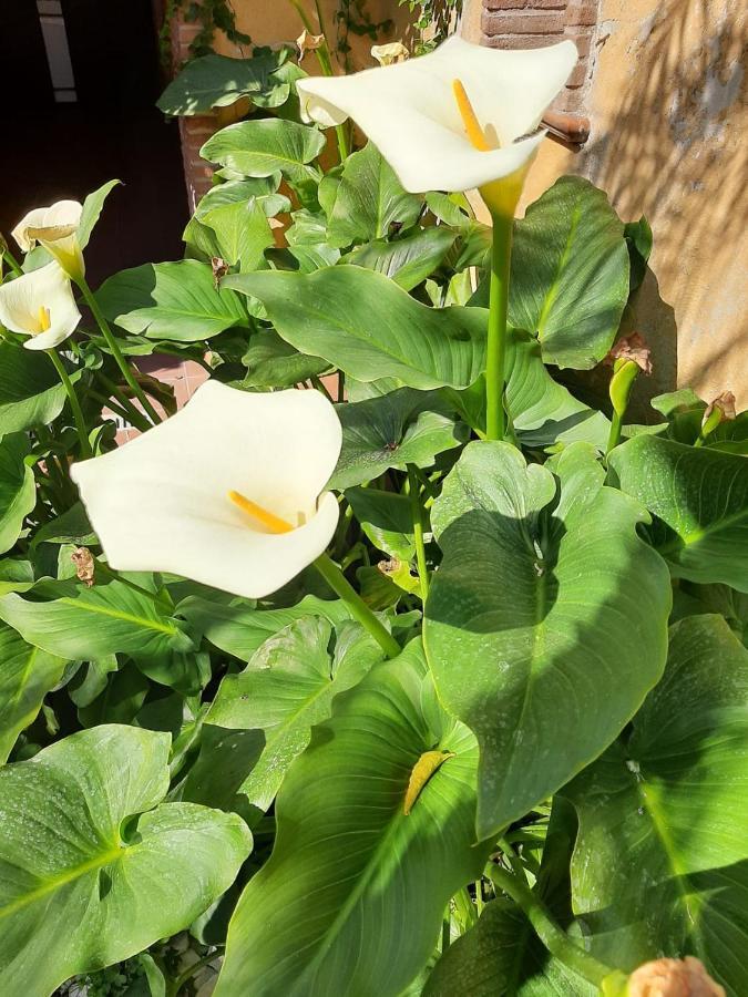スカファーティIl Giardino Sul Corsoアパートメント エクステリア 写真